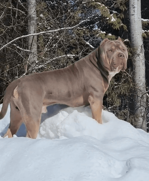 King Kongo